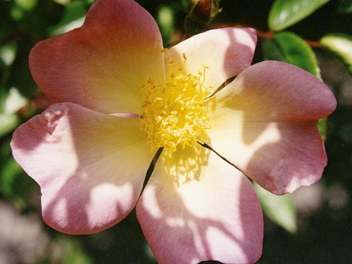 (12) old rose.jpg